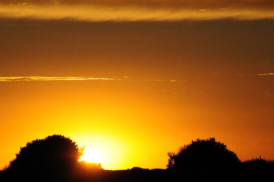evening, trees, dusk, sunset, sky, silhouette, beauty in nature HD wallpaper