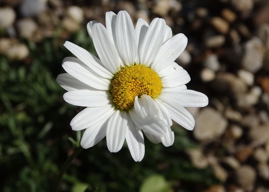 Selective Focus Photo of White Daisy in Bloom, blur, close-up HD wallpaper