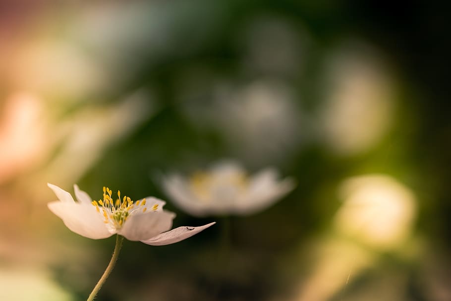 Shallow Focus Photography Of White Poppy Flower, bloom, blossom HD wallpaper