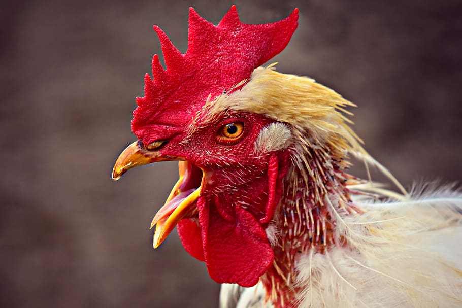chicken, rooster, bird, fowl, head, beak, eye, wattle, cockscomb, HD wallpaper