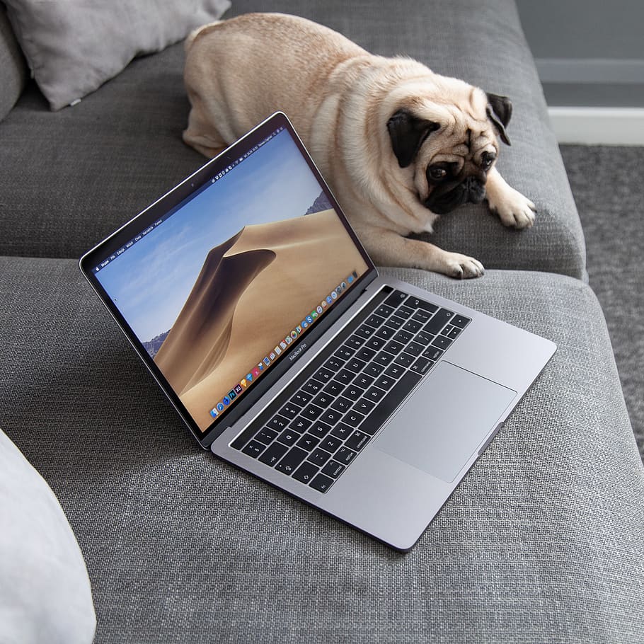pug beside MacBook, laptop, wireless technology, computer, connection, HD wallpaper