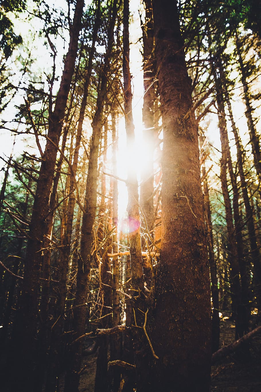 sun rays shining through forest, tree, sunlight, sunset, sunrise HD wallpaper