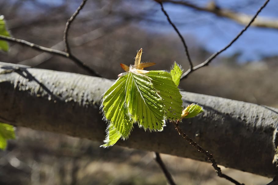 nature, leaves, spring, tree, green, forest, environment, trees HD wallpaper
