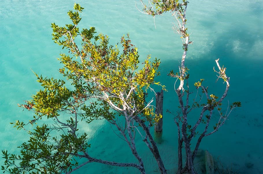 bacalar, mexico, quintana roo, fer gomez, fergomez, plantas, HD wallpaper