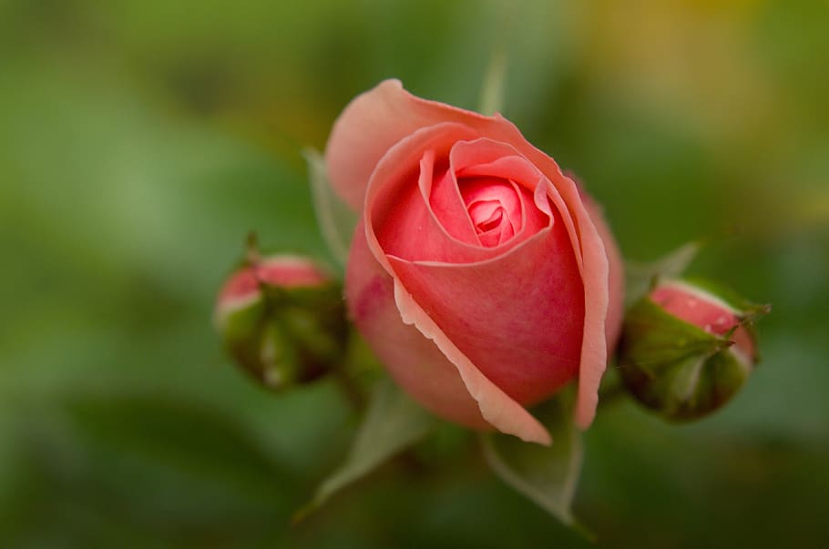 rose, bud, buds, flower, garden, beautiful, pink, fragrance HD wallpaper