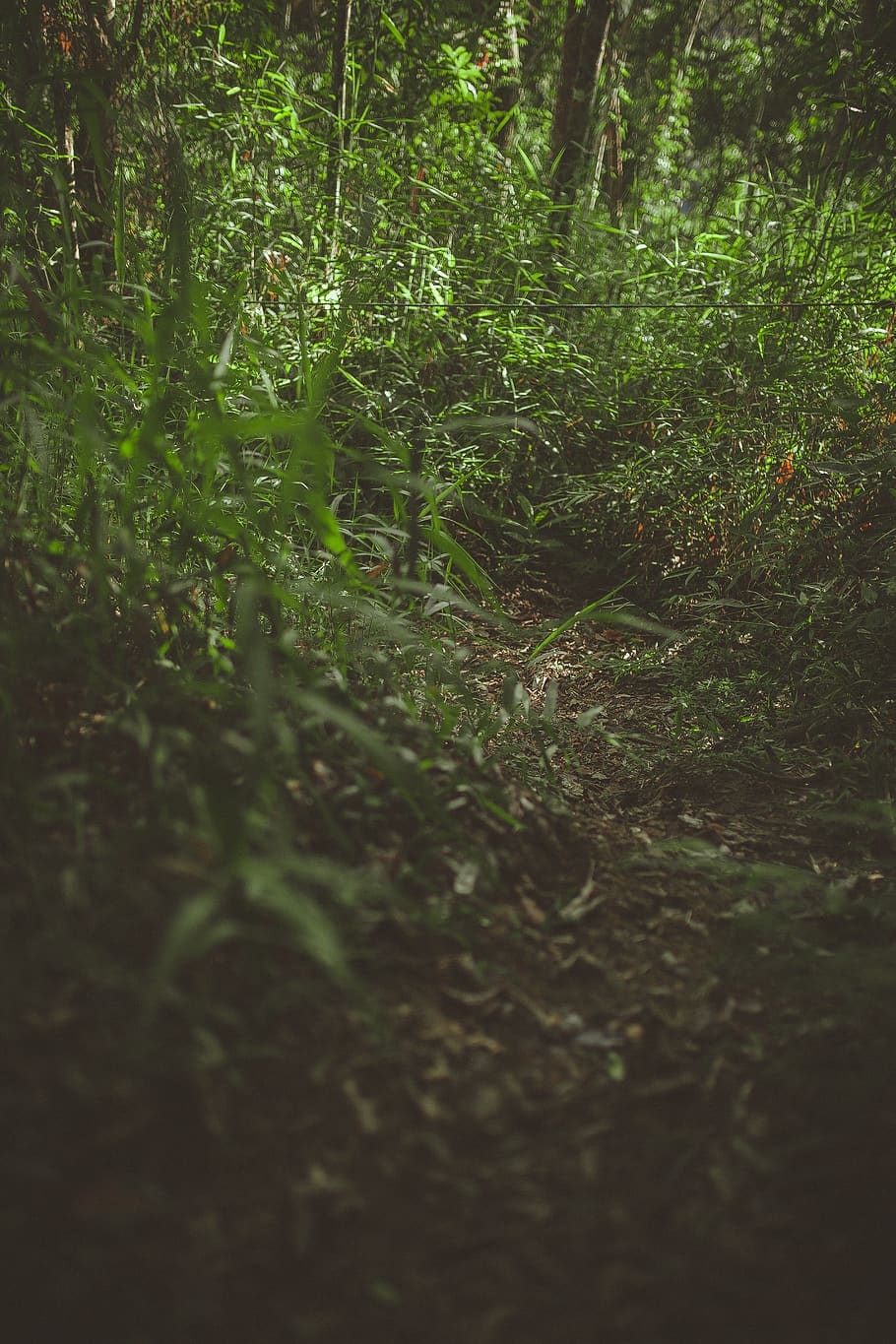 Green Leaf Plant, color, environment, grass, growth, landscape HD wallpaper