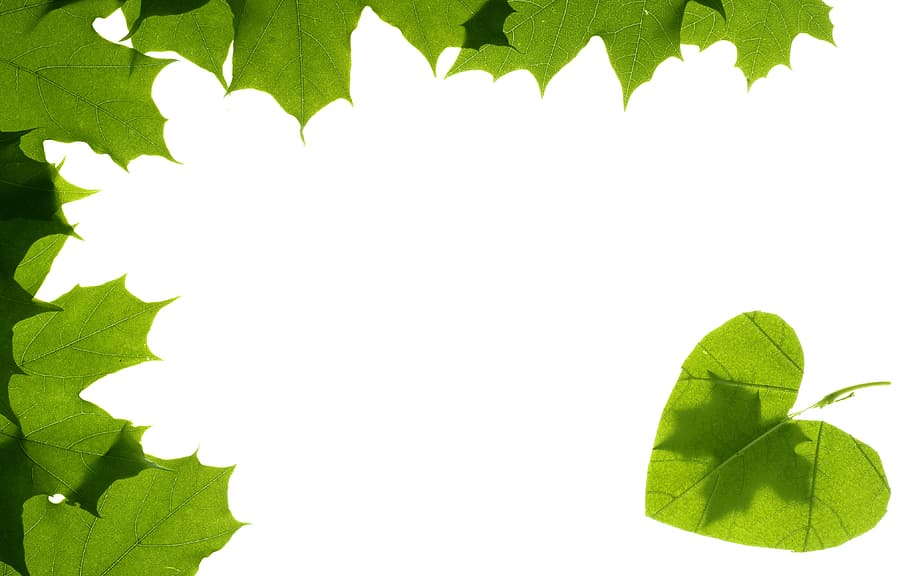 background, branch, decoration, design, flora, floral, foliage HD wallpaper