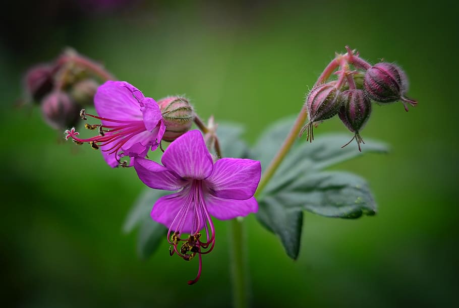 Shallow Focus Photography of Purple Flowers, bloom, blooming HD wallpaper