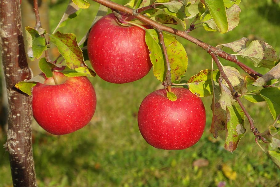 apples, fruit, mature, red, garden, food and drink, healthy eating HD wallpaper