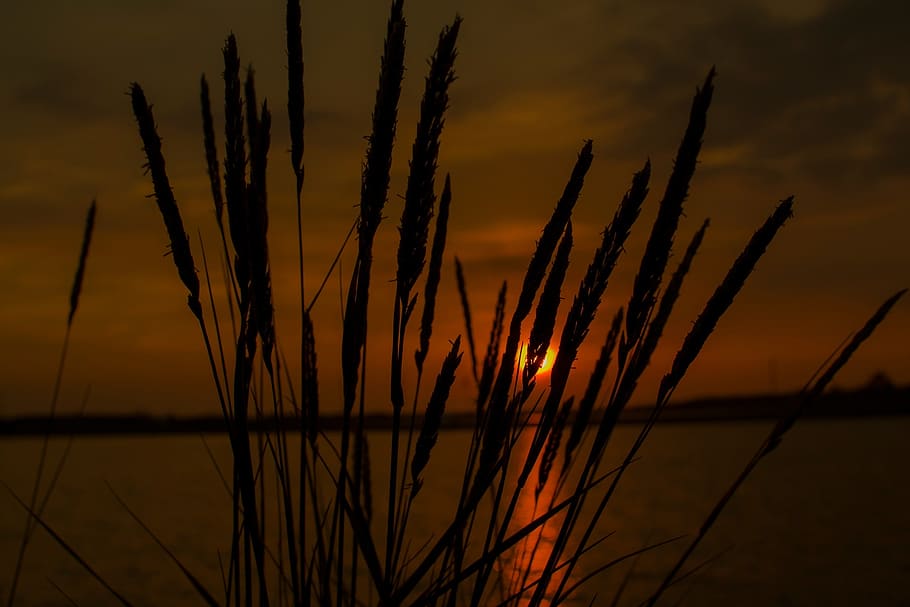 Black Grass, bush, dawn, reed, sunrise, sunset, sky, plant, beauty in nature HD wallpaper