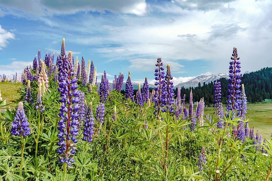 bed of lavender, flower, plant, blossom, flora, lupin, gulmarg, HD wallpaper