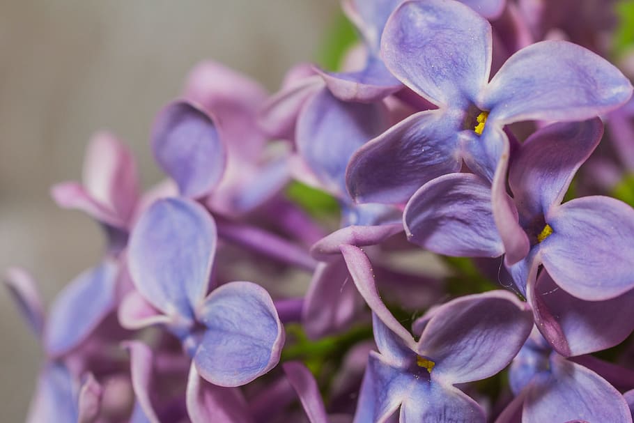 lilac, macro, fresh, flower, nature, fragrance, garden, blooming HD wallpaper