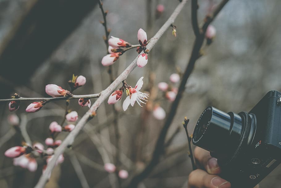 Close-Up Photo of Person Taking Picture Of White Flower, 4k wallpaper