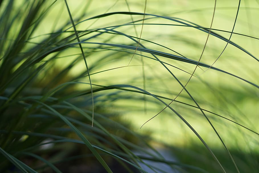 germany, augsburg, gras, garten, grün, plant, growth, green color HD wallpaper