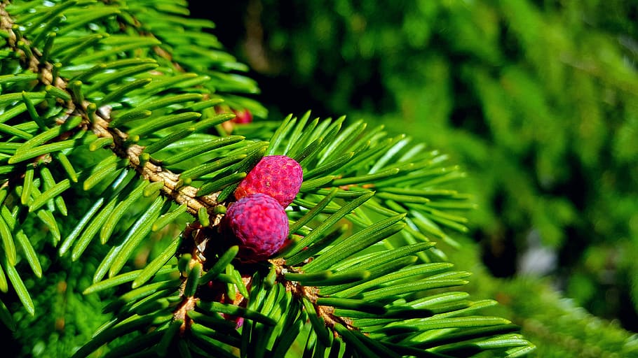 fir, branch, needles, tree, flower, blossom, buds, pink, red HD wallpaper