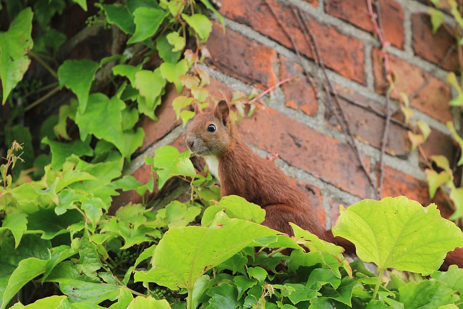 brown squirrel, leaf, plant, brick, mammal, animal, rodent, bird HD wallpaper