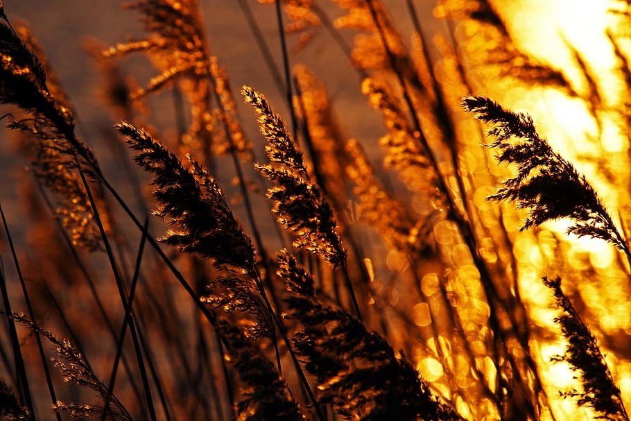 sunset, evening sun, reed, shining, nature, mood, sunlight HD wallpaper