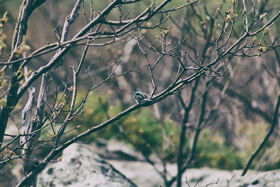 bare, tree, branches, summer, green, nobody, beautiful, nature HD wallpaper