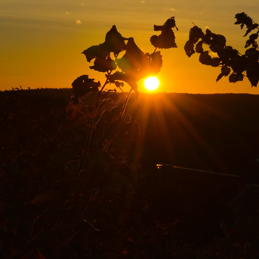 light, flare, sunlight, summer, outdoors, nature, germany morgen HD wallpaper
