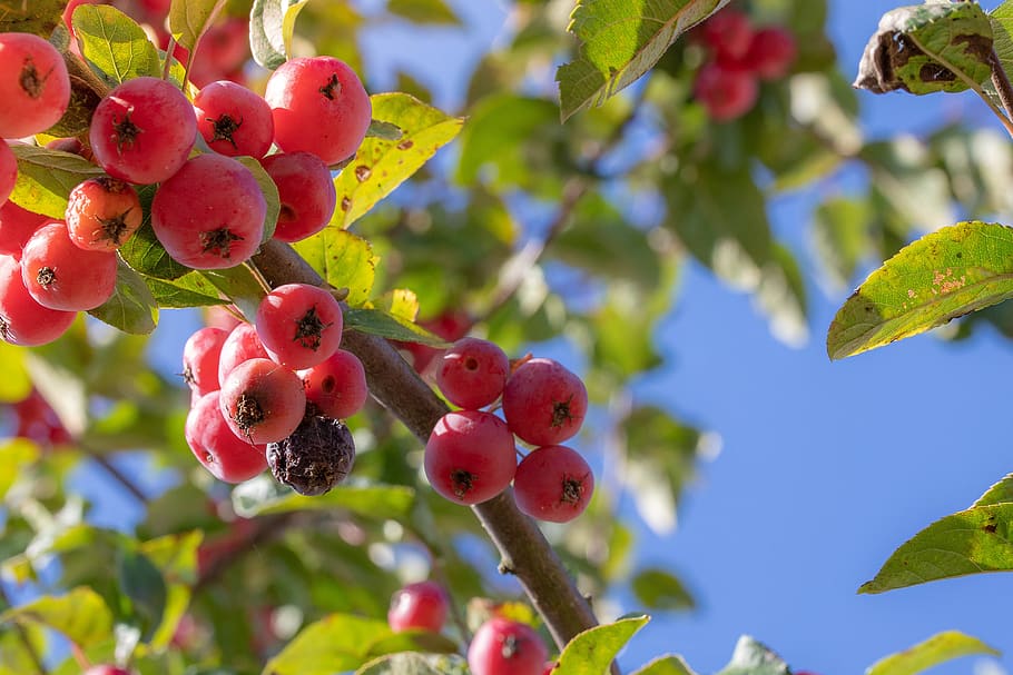 berries, tree, ripe, autumn, nature, vegetable, fruits, leaves HD wallpaper