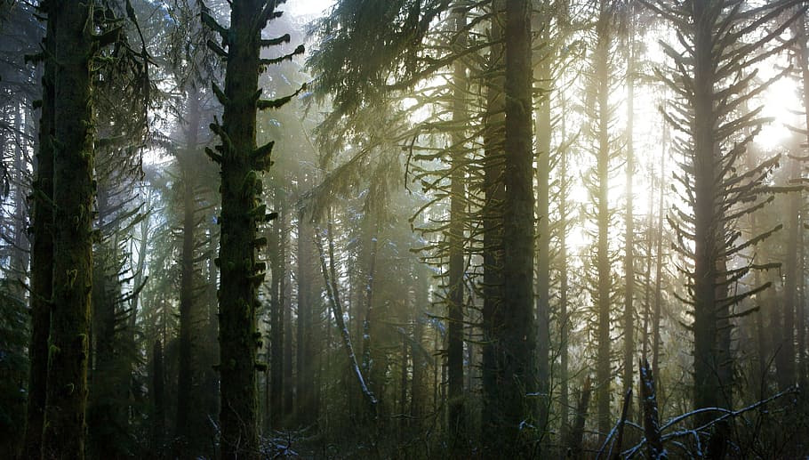 nature, tree, bunch, forest, green, jungle, wood, woods, plant HD wallpaper