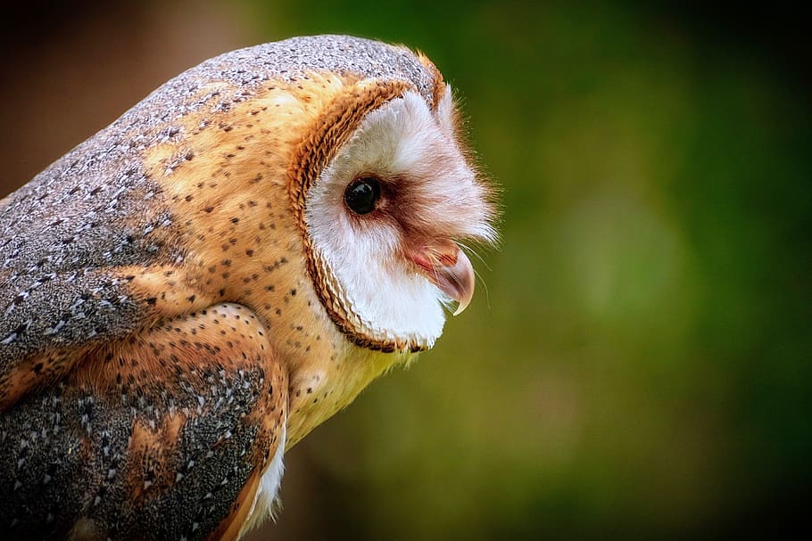 Animals owl 1080P, 2K, 4K, 5K HD wallpapers free download.
