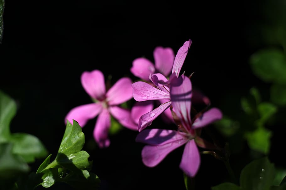 flower, spring, rain, nature, flowering plant, beauty in nature HD wallpaper
