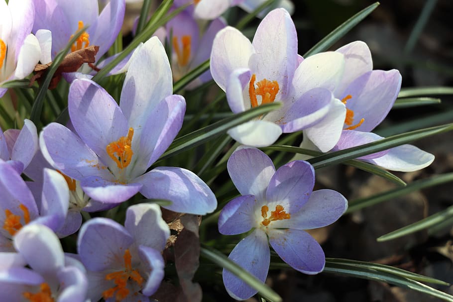 crocuses, spring, flower, flowers, flora, purple, lilac, botanica HD wallpaper