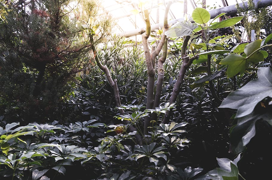 bilogy, forest, wild, gree, plands, tree, leaf, eco, dendrarium HD wallpaper