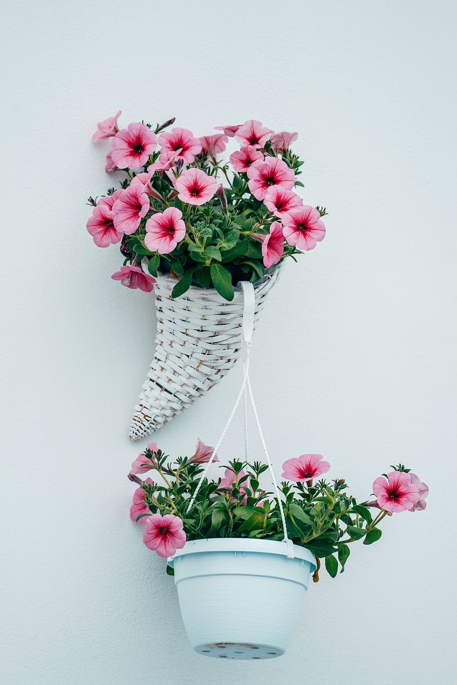 pink flowers, flowering plant, freshness, pink color, beauty in nature HD wallpaper