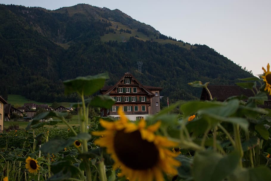 yellow sunflower field, nature, plant, outdoors, blossom, switzerland HD wallpaper
