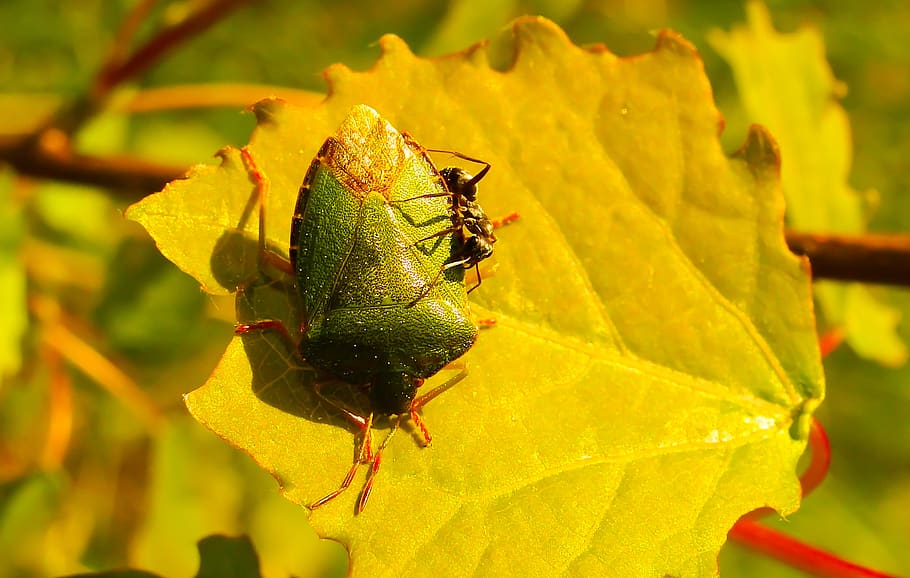 green insect, animal, yellow, aphid, invertebrate, cricket insect HD wallpaper