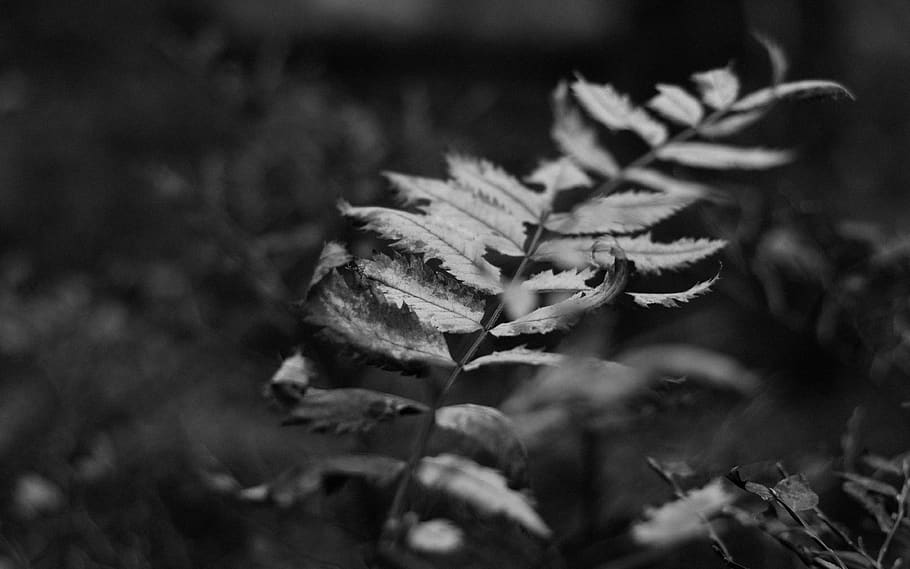 grayscale photography of fern plant, leaf, bokeh, monochrome