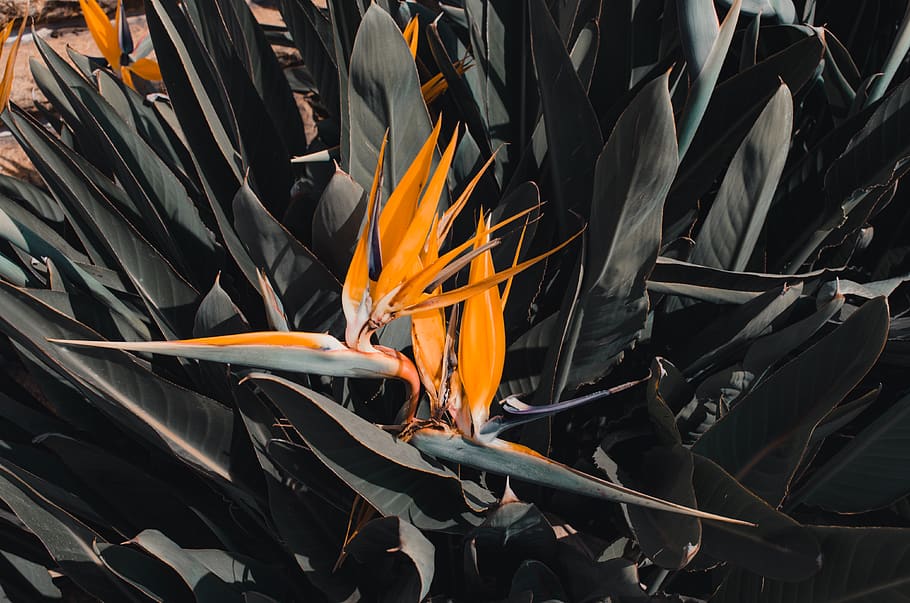 plant, leaf, vegetation, orange, iris, blossom, bush, agavaceae HD wallpaper