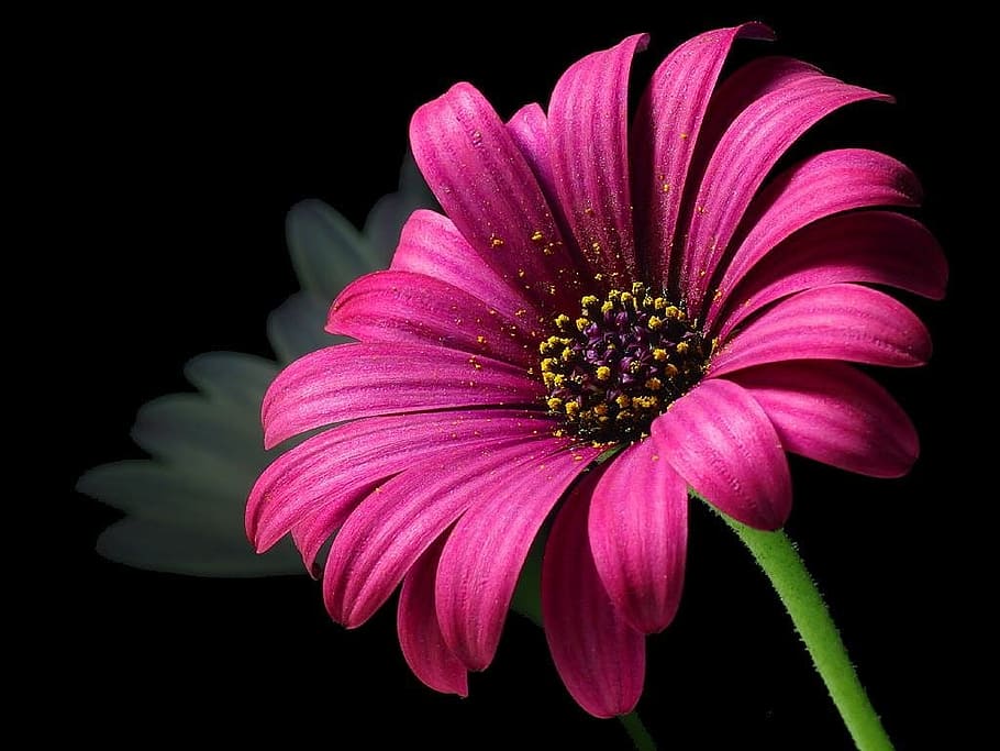 Pink Petal Flower, bloom, blossom, close-up, flora, HD wallpaper