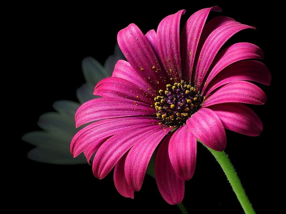 daisy, pollen, flower, nature, flora, beautiful, color, bloom HD wallpaper