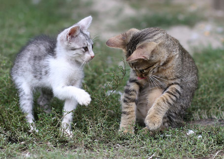cat, small, play, funny, cute, animals, mammal, animal themes HD wallpaper