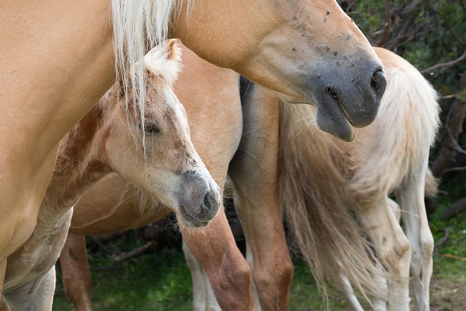 horses, wild, equestrian, mammal, group of animals, animal themes, HD wallpaper