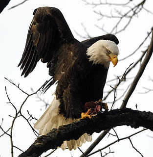 raptor, bird, eagle, wildlife, bald eagle, animal, nature, predatory HD wallpaper