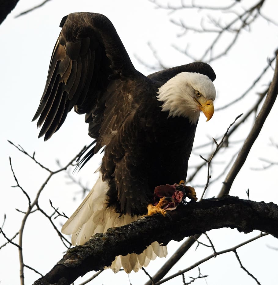 raptor, bird, eagle, wildlife, bald eagle, animal, nature, predatory HD wallpaper