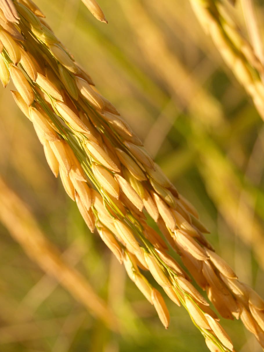 Selective Photography of Wheath, asia, blur, bread, cereal, close-up HD wallpaper