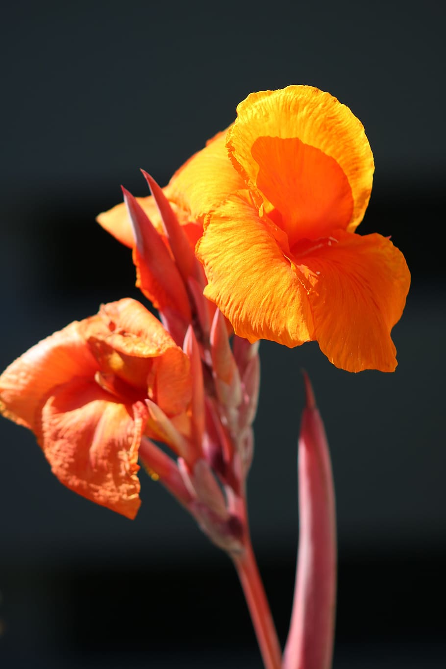 flower, orange, black, bloom, blossom, colorful, bright, petals HD wallpaper