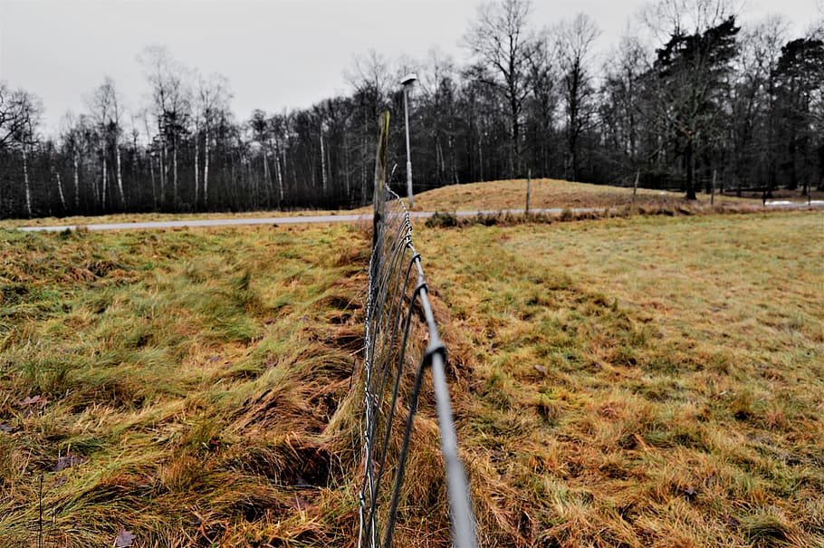 fence, nature, landscape, forest, tree, trees, street light HD wallpaper