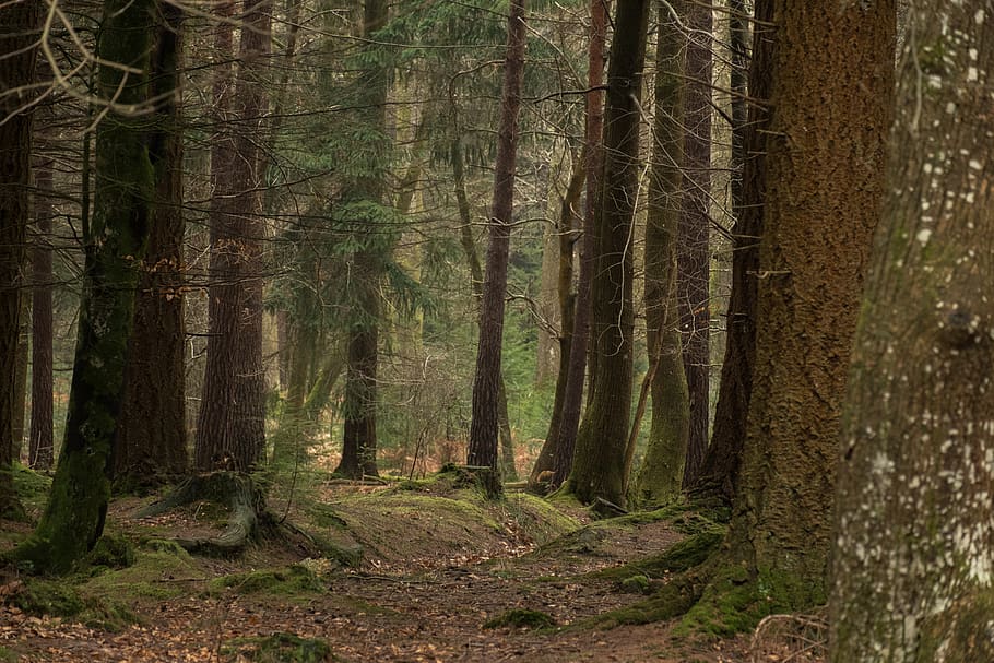 moss covered trees during daytime, plant, tree trunk, new forest HD wallpaper