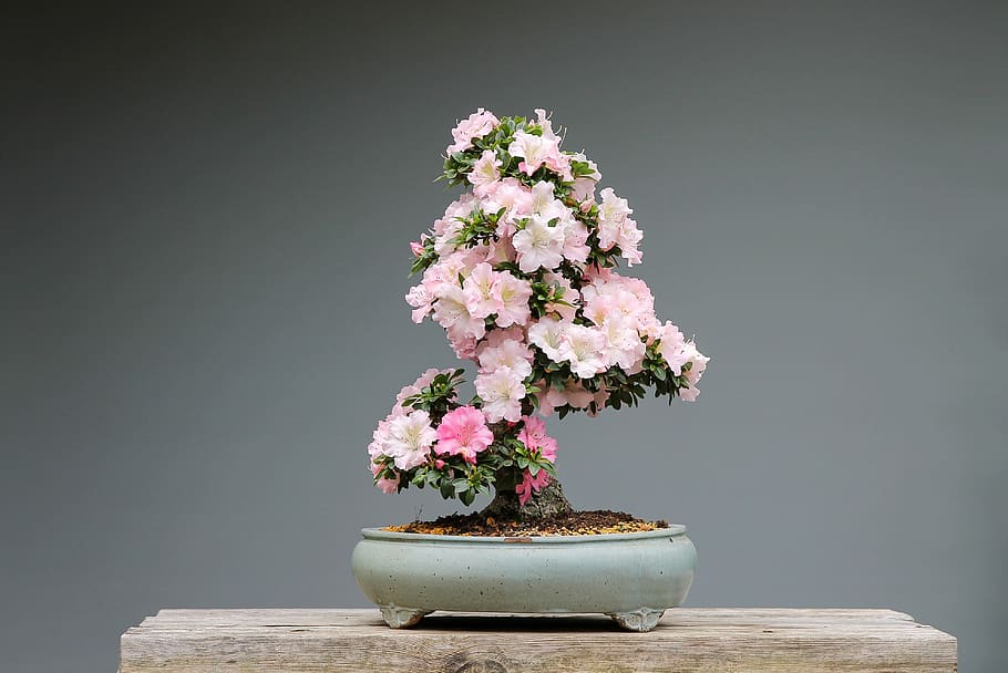 bonsai, azaleas, rhododendron, pink flower, wood, plant, art, HD wallpaper