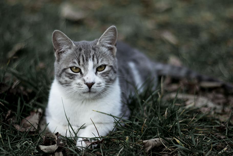 white cat lying on green grass, one animal, animal themes, mammal HD wallpaper