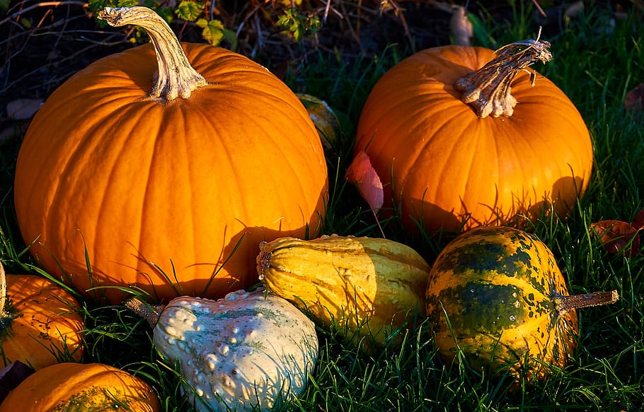 pumpkins, autumn, decoration, decorative squashes, harvest, HD wallpaper