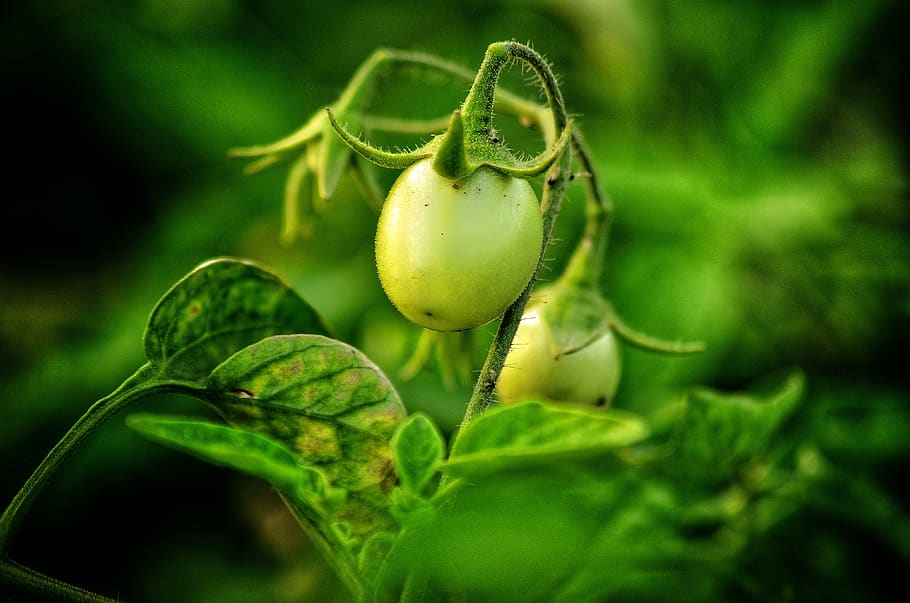 tomato, vegetable, green, raw, natural, landscape, food, food and drink HD wallpaper