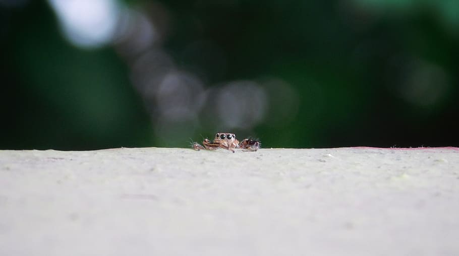 spider, small, insect, animal themes, animal wildlife, one animal HD wallpaper