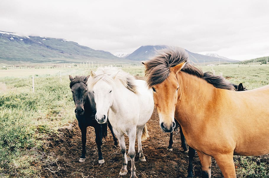 Black, White, and Brown Horses Standing on Green Grasses, animals HD wallpaper